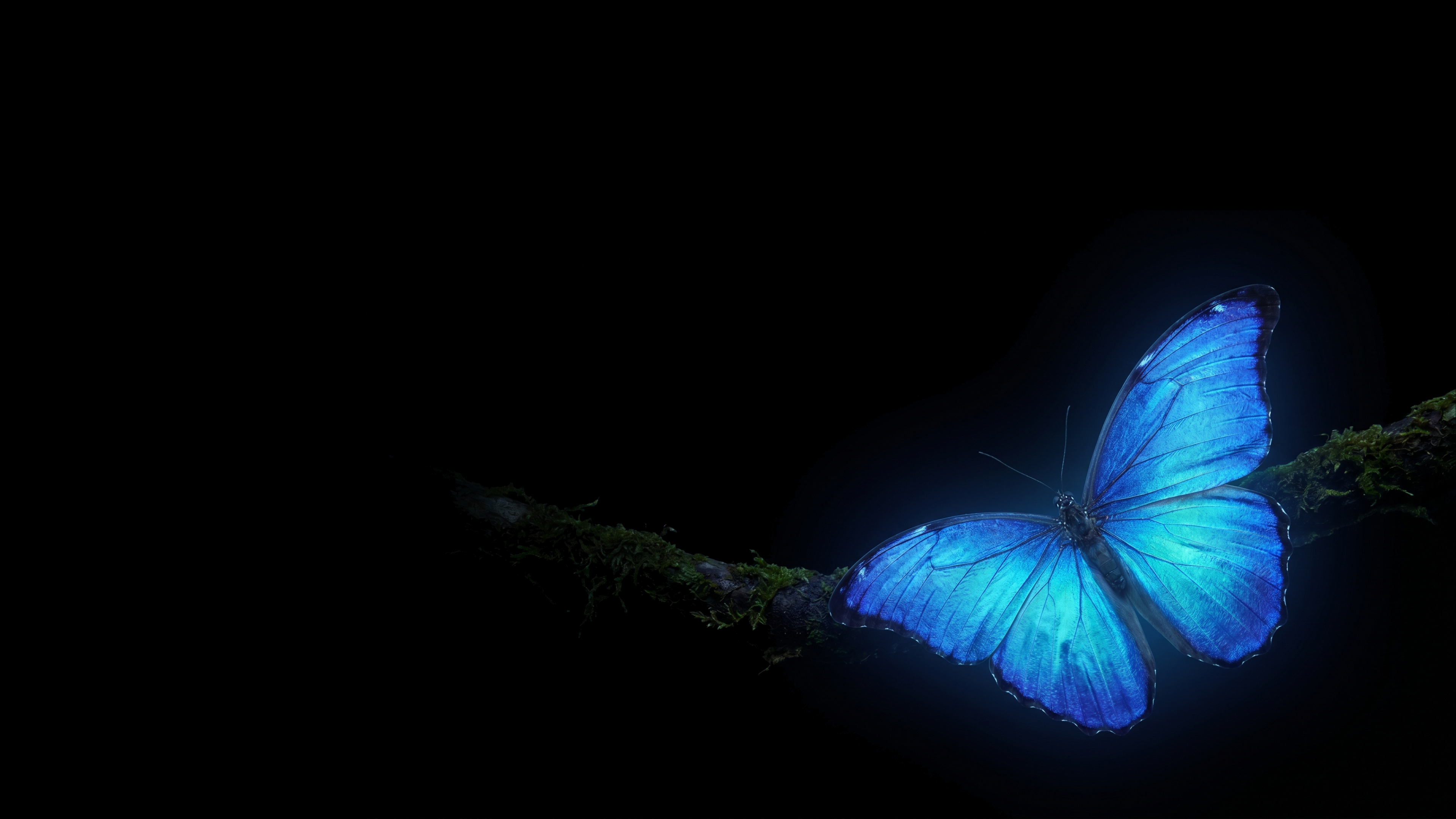 Butterfly Resting In Darkness 2
